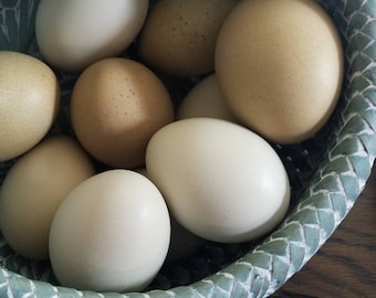 Hand Blown Easter Eggs {Olive}  Farmhouse Kitchen Home Decor, Pysanky, Real Natural Blown Out, Preserved Primitive Chicken Eggs
