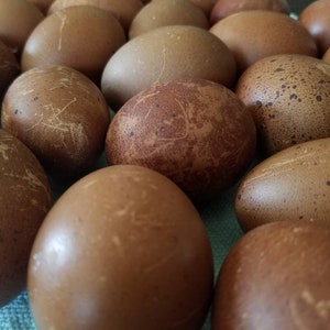 Hand Blown Easter Eggs | Scratch Batch | Farmhouse Kitchen Home Decor, Pysanky, Real Natural Blown Out, Preserved Primitive Chicken Eggs
