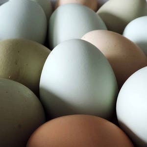 Huevos de Pascua soplados a mano / Mezcla extra ligera / Decoración de cocina rústica, Pysanky, huevos de gallina primitivos preservados y soplados naturales reales