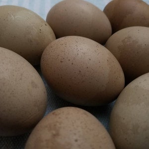 Hand Blown Easter Eggs {Camo Eggs}  Farmhouse Kitchen Home Decor, Pysanky, Real Natural Blown Out, Preserved Primitive Chicken Eggs
