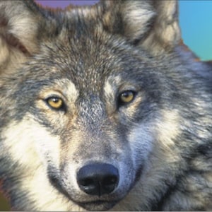 May include: A close-up of a wolf's face. The wolf has gray fur and piercing yellow eyes. The background is a gradient of purple, blue, and green.