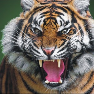 Tiger Roar Personalized Custom vanity Novelty Front License Plate Decorative auto plate