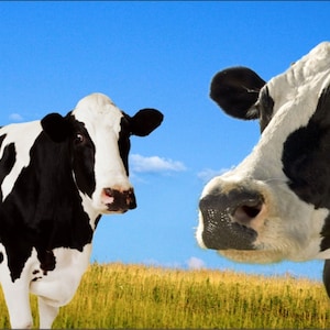 Personalized Custom License Plate Cows