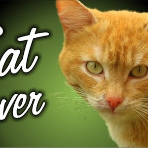 Cat Lover Personalized Custom novelty vanity front License Plate