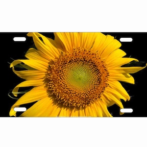 Personalized Customizable Sunflower in the wind front license Plate, Black Background, Decorative Vanity Vehicle Tag 12 x 6 inches