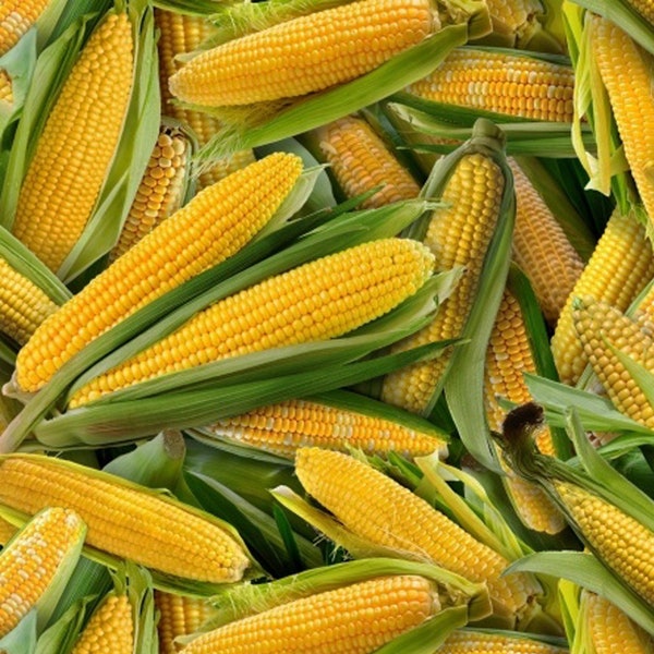 Ears of Corn Fabric, Vegetable Fabric, Elizabeth Studio 435, Yellow Corn Fabric, Roasting Ears, Food Quilt Fabric, 100% Cotton