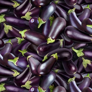 Realistic Eggplant Fabric, Elizabeths Studio Food Festival 634, Vegetable Fabric, Cooking, Food Fabric, 100% Cotton Quilt Fabric