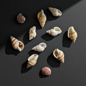 May include: An assortment of seashells in diverse shapes and sizes, including spiral and conical forms. The shells exhibit a spectrum of colours, from creamy white to tan and brown, with some showing speckled patterns. The arrangement is on a dark grey surface.