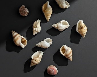 Pendientes de concha marina auténtica, regalo de boda en la playa, joyería Mermaid Core