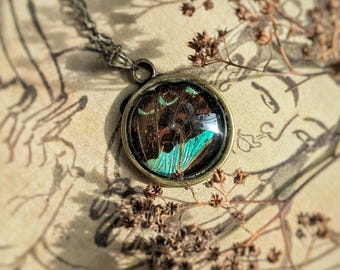 Collar de alas de mariposa de sarpedón de grafito auténtico, colgante de insecto de resina de origen ético, recuerdo natural.