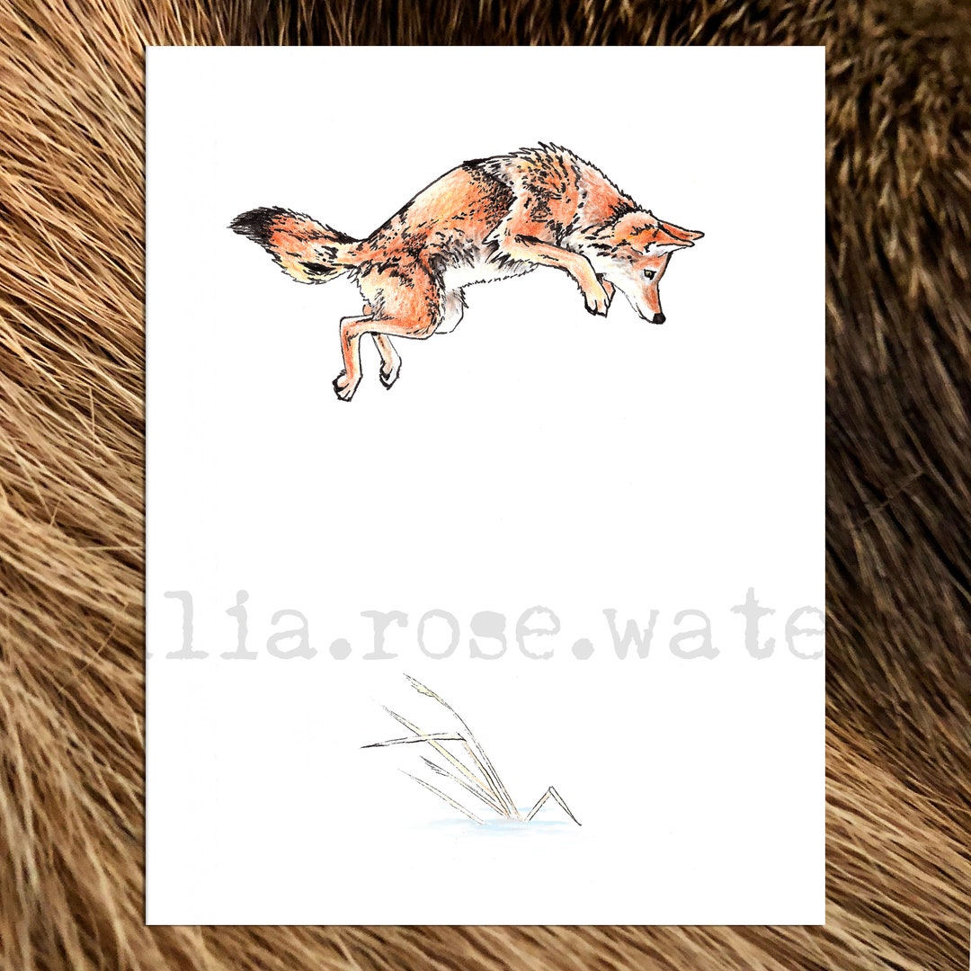 Burrow - Pen Ink and Watercolor Coyote Art Print - Etsy