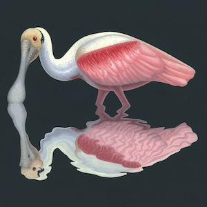 May include: A white and pink roseate spoonbill stands on a dark background, with its reflection in the water below. The bird's long, thin beak is curved downwards, and its wings are spread out slightly.