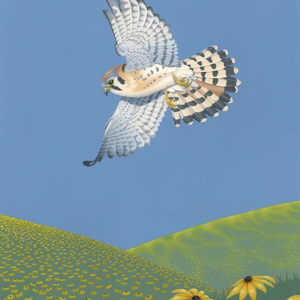 American Kestrel: wildlife, art, illustration, painting, print