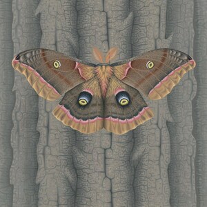 May include: A brown and pink moth with yellow eyes is perched on a gray, textured surface. The moth's wings are spread wide, showing off its intricate patterns.