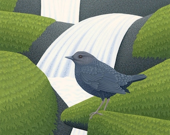 American Dipper: bird, wildlife, art, illustration, painting, print