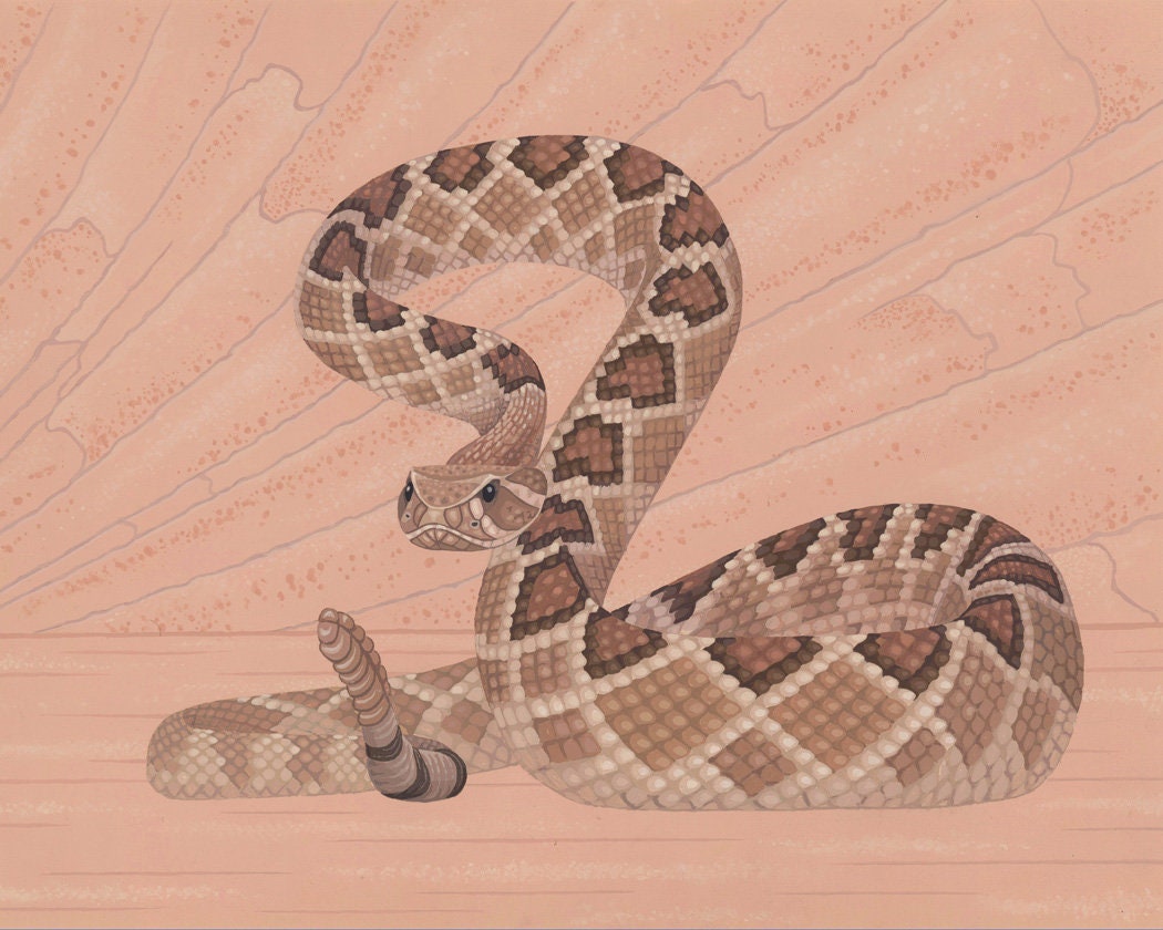 desert rattlesnake drawing