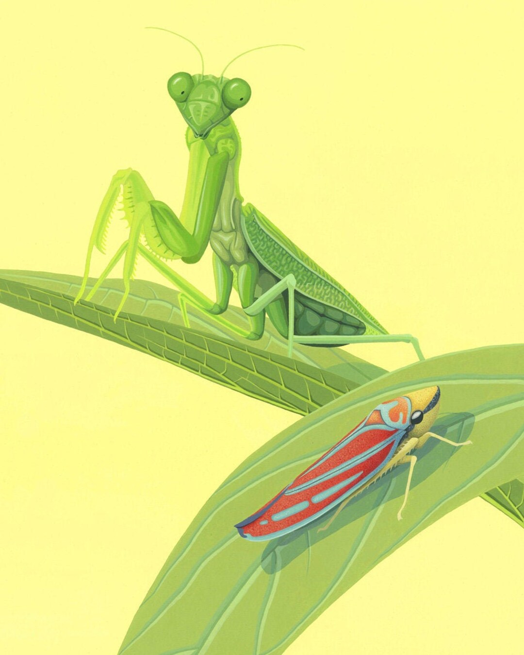 Mantis and Leafhopper: Wildlife, Art, Illustration, Painting, Print - Etsy