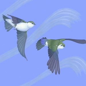 Violet-green Swallows: bird, wildlife, art, illustration, painting, print