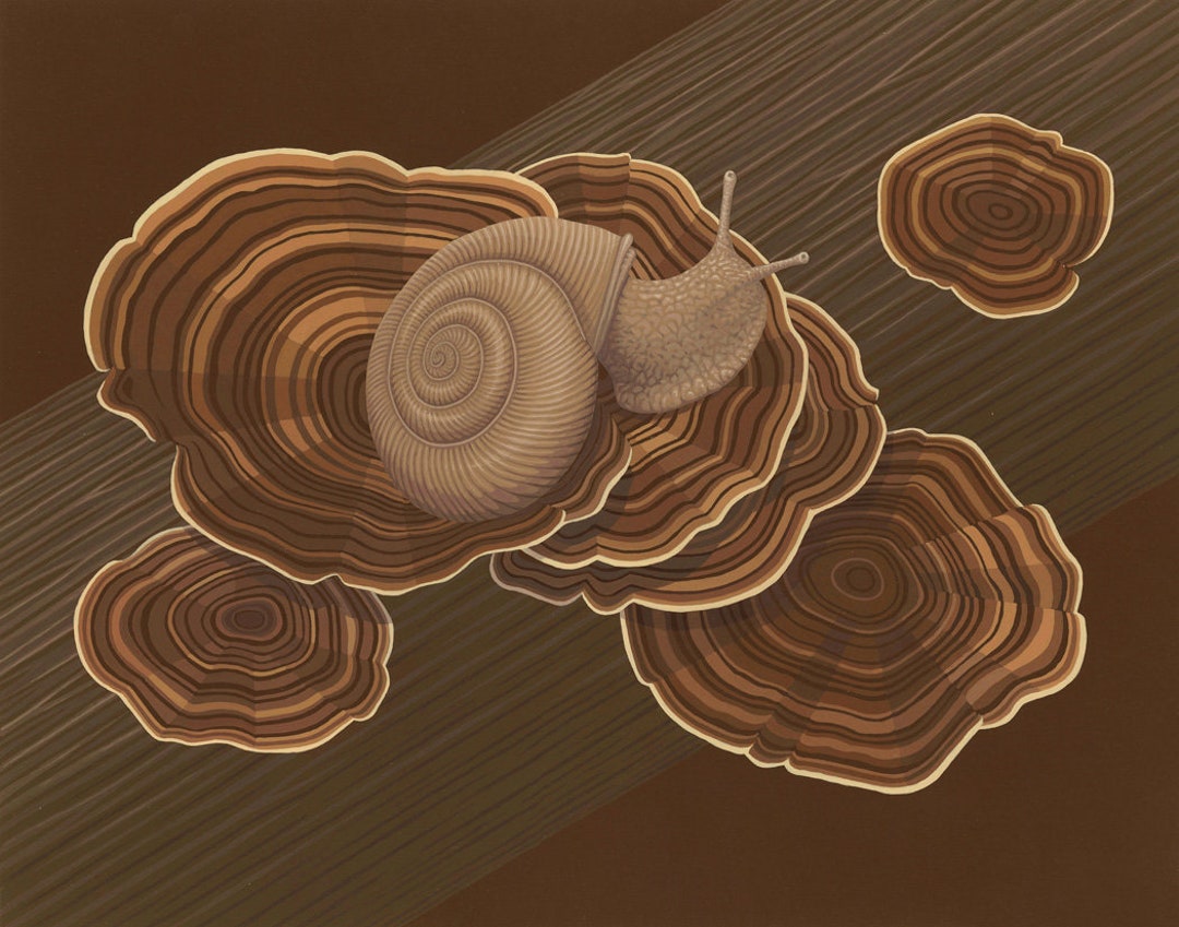 Forestsnail on Fungus: Snail, Wildlife, Art, Illustration, Painting ...