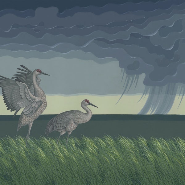 Sandhill Cranes: wildlife, art, illustration, painting, print