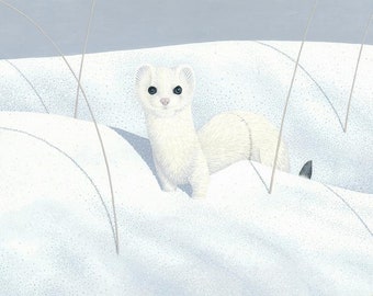Ermine Weasel: wildlife, art, illustration, painting, print