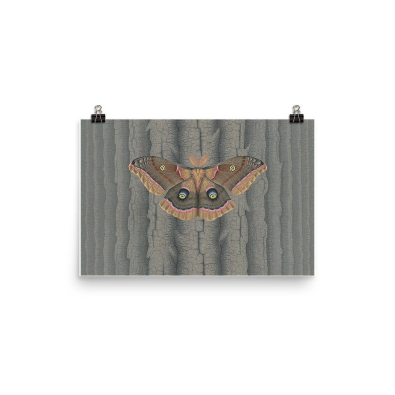 Polyphemus Moth: Wildlife Art Illustration Painting Print - Etsy