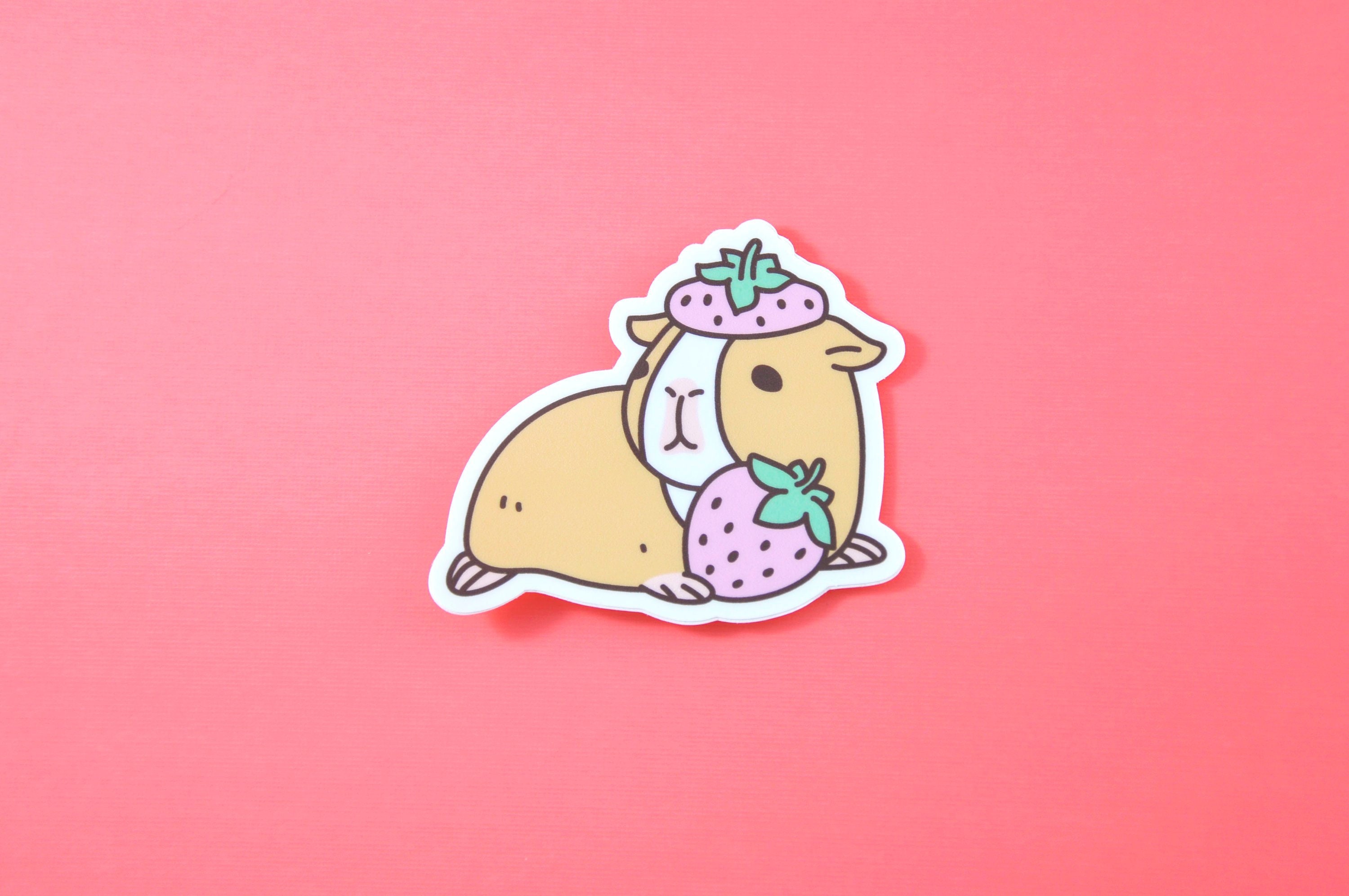 Guinea top pig strawberry