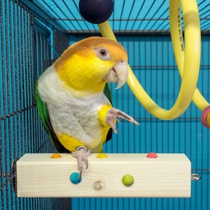 Adventure Perch with Beads - A Parrot Perch and Toy Hanger Solution