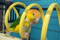 Large Curly Q Adventure Coil - Bird Toy, Parrot Perch, Cage Accessory
