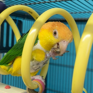 Large Curly Q Adventure Coil - Bird Toy, Parrot Perch, Cage Accessory