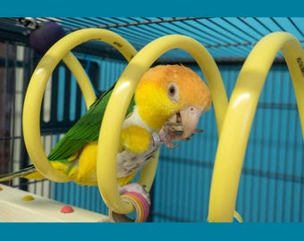 Bobina grande Curly Q Adventure - Juguete para pájaros, percha para loros, accesorio para jaula