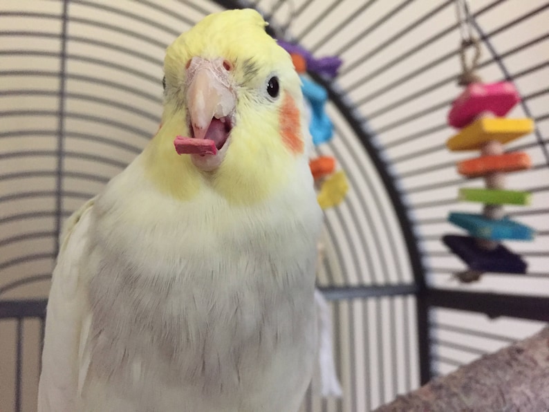 Chipper Bird Toy Mini Small Wood Bird Toy for Cockatiel Etsy