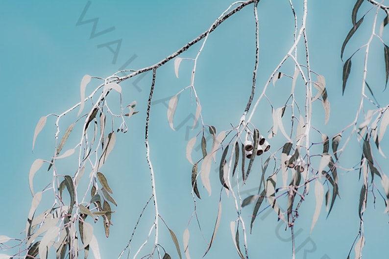 Australian Wall Art Blue Eucalyptus Wall Decor Wall Print Etsy
