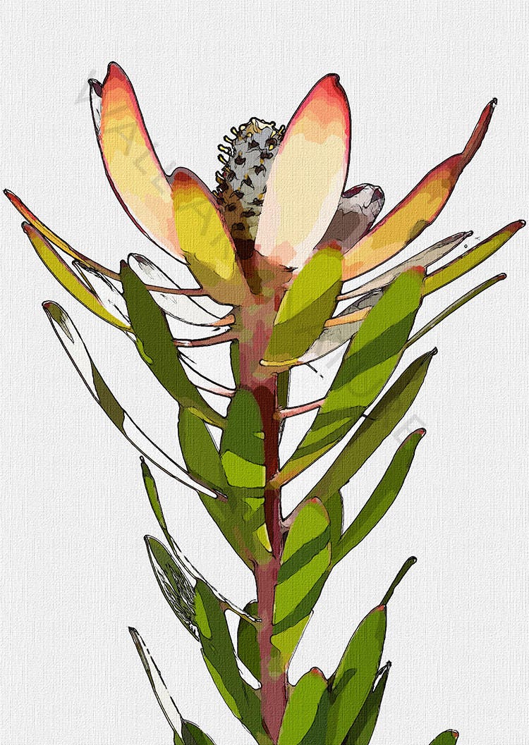 Australian Native Flower Wall Art Print Photograph Etsy Australia