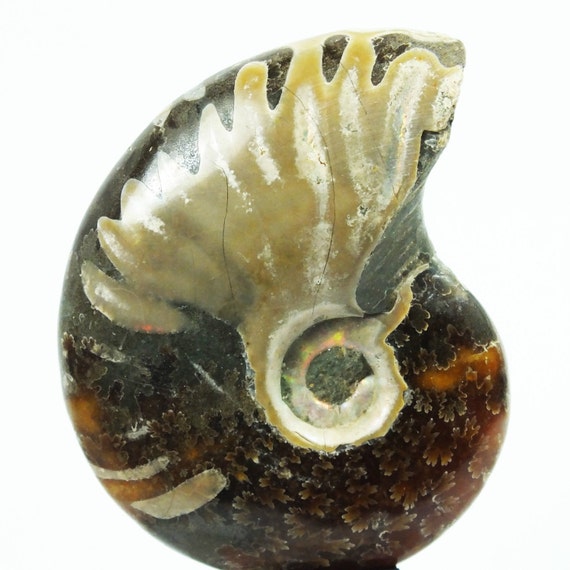 1 Paar Natürliche Nautilus Ammonite Fossilen Proben Shell Heilung Madagaskar Neu