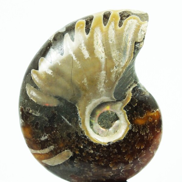 Concha fósil de Madagascar de la Nautilus del Ammonite Cleoniceras Trulear (EA2249) pulido geometría sagrada cristal ammolita coleccionables antiguos marinos