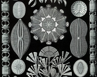 Natur-Kunst-Bild-Download, Ernst Haeckel, Jahrgang illust, hochauflösende--item keine 86