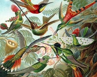 Kolibris-Kunst-Bild-Download, Ernst Haeckel, Jahrgang illust, hochauflösend, Vögel Kunst--Art. 32