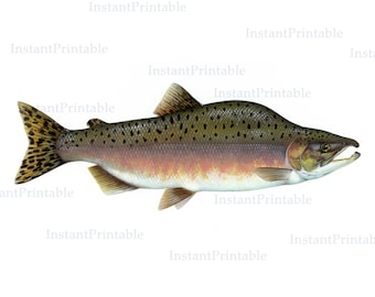 Fish printable, fish download, fish clip art, salmon fish, salmon art, printable illustration, pink salmon, instant download-- item no 42