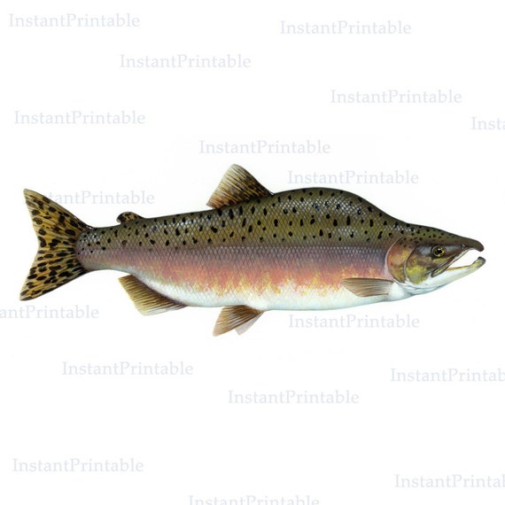 Fish printable, fish download, fish clip art, salmon fish, salmon art, printable illustration, pink salmon, instant download-- item no 42