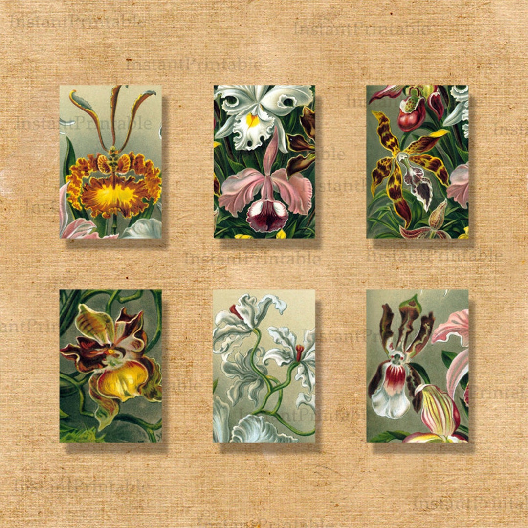 Printable Flowers Digital Collage Sheet Download, Flower Tags, Decals ...