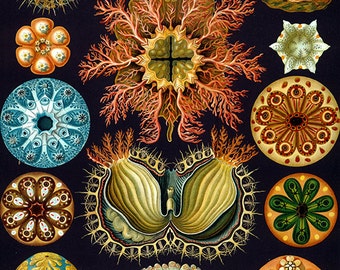 Natur-Kunst-Bild-Download, Ernst Haeckel, Jahrgang illust, hochauflösende--item kein 83