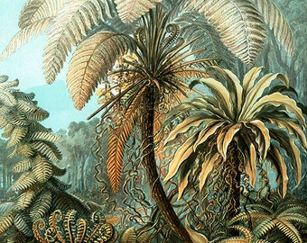 Natur-Kunst-Bild-Download, Ernst Haeckel, Jahrgang illust, hochauflösende--Artikel Nr. 85