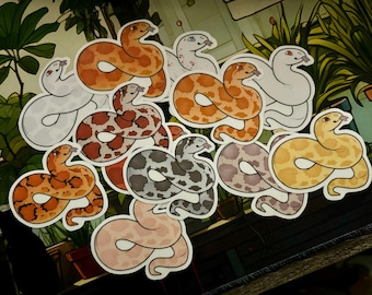 Stickers maïsslang | Populaire maïsslang-morphs | Amel | Anery | Palmetto |  Lavendel | Koraal | Okeete | Bloedrood; en meer!