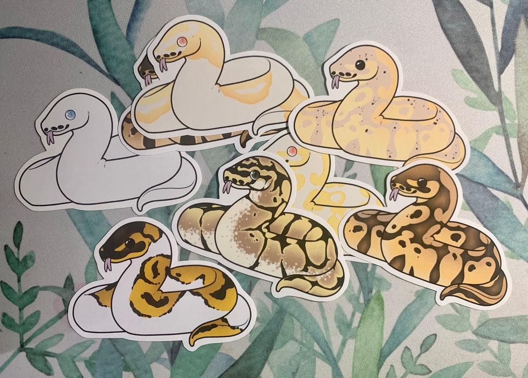 Ball Python Stickers | Popular Ball Python Morphs | Albino Pied | Pied ...