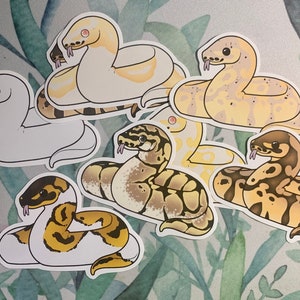 Ball Python Stickers | Popular Ball Python Morphs | Albino Pied | Pied | Pastel | Banana | Blue-Eyed Leucistic; and more!