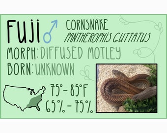 Etiqueta personalizada de terrário de répteis de vinil || Etiqueta de identificação de réptil || Etiqueta adesiva para animais de estimação || Etiqueta para Biotério || Cobras, lagartos, sapos, tartarugas e muito mais!