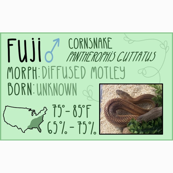 Custom Vinyl Reptile Terrarium tag || Reptile ID Tag || Pet Sticker Label || Vivarium Label || Snakes, Lizards, Frogs, Turtles, and more!