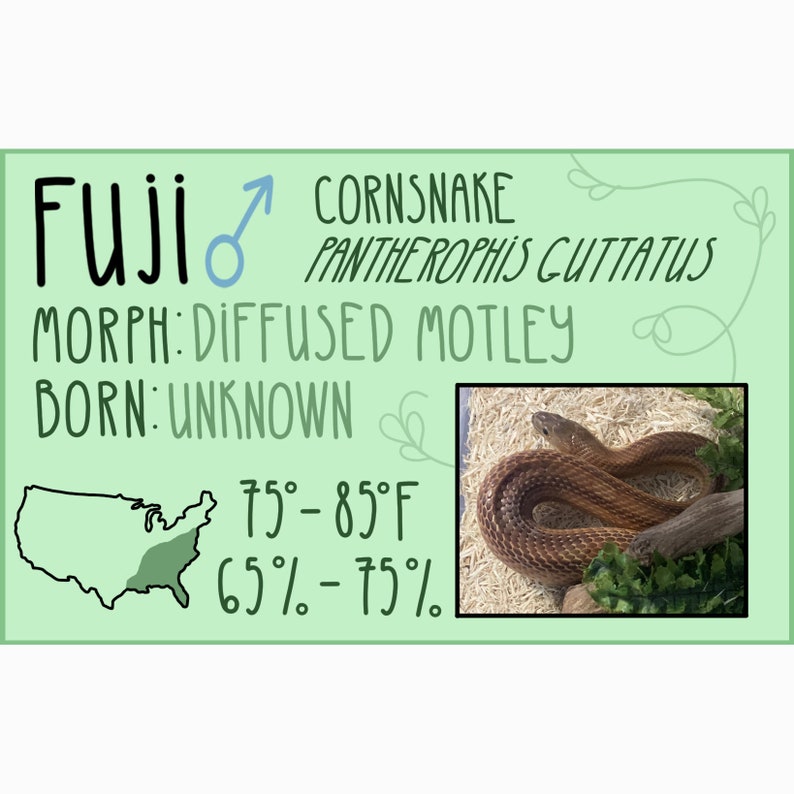 Op de afbeelding: Een close-up van een mais slang, een type niet-giftige slang, met een diffuse motley morph. De slang is op een bed van stro opgerold. De afbeelding bevat ook tekst die luidt: "Fuji", "CORNSNAKE", "PANTHEROPHIS CUTTATUS", "MORPH: DIFFUSED MOTLEY", "BORN: UNKNOWN", "75-85&deg;F" en "65%-75%".