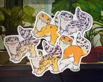 Stickers luipaardgekko's | Populaire luipaardgekkoveranderingen | Albino | Sneeuwstorm | Mack Snow | Super Mack Snow | Diablo Blanco; en meer!